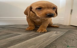 Labrador Retriever dogs for sale: Red Fox Labrador Puppies  - Image 16