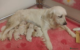 Golden Retriever dogs for sale: KC Fully health tested Golden retriever puppies - Image 5