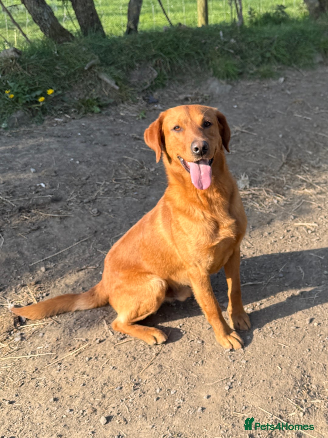 Labrador Retriever dogs for stud: Health clear,hip scored,KC Red Labrador for stud in Darlington - Advert 1