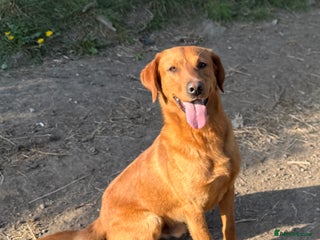 Labrador Retriever dogs Health clear,hip scored,KC Red Labrador for stud in Darlington - Advert 5