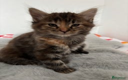 British Longhair cats for sale: Beautiful female kitten (ready now) - Image 6