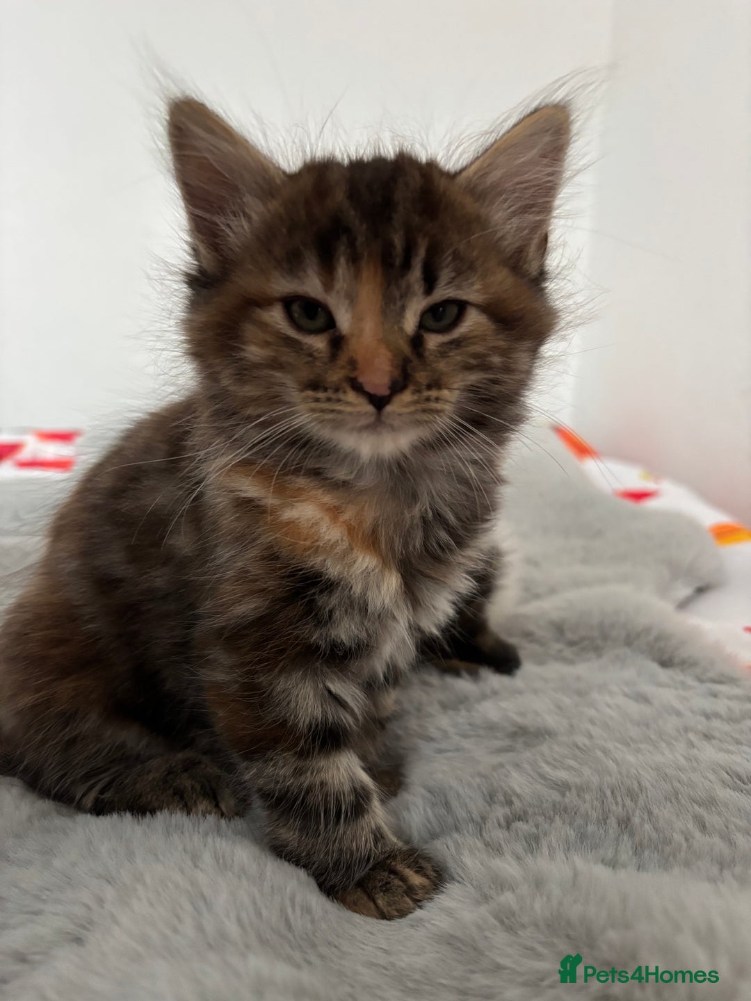 British Longhair cats for sale: Beautiful female kitten (ready now) - Image 6