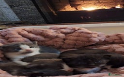 Mixed Breed cats for sale: Beautiful Maine Coon x kittens - Image 10