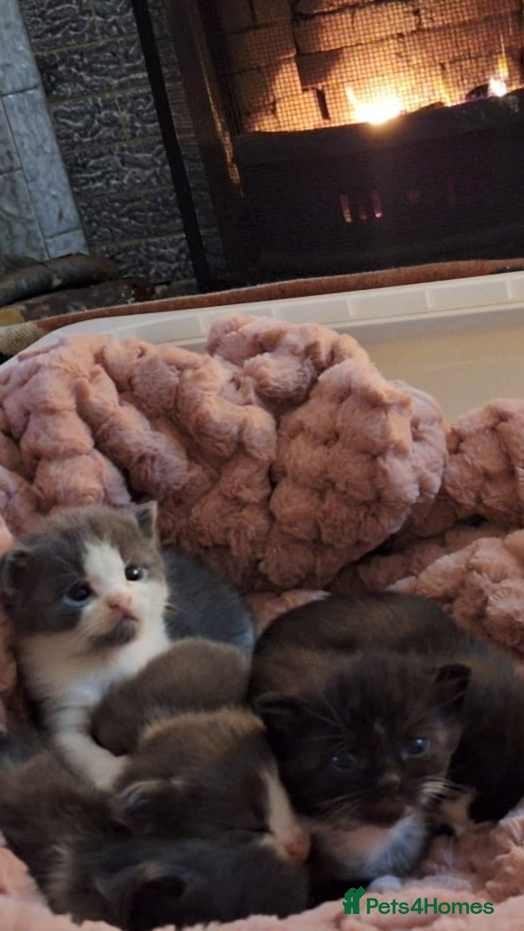 Mixed Breed cats for sale: Beautiful Maine Coon x kittens - Image 10