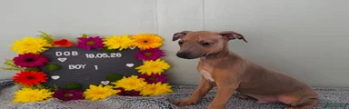 Italian Greyhound 1