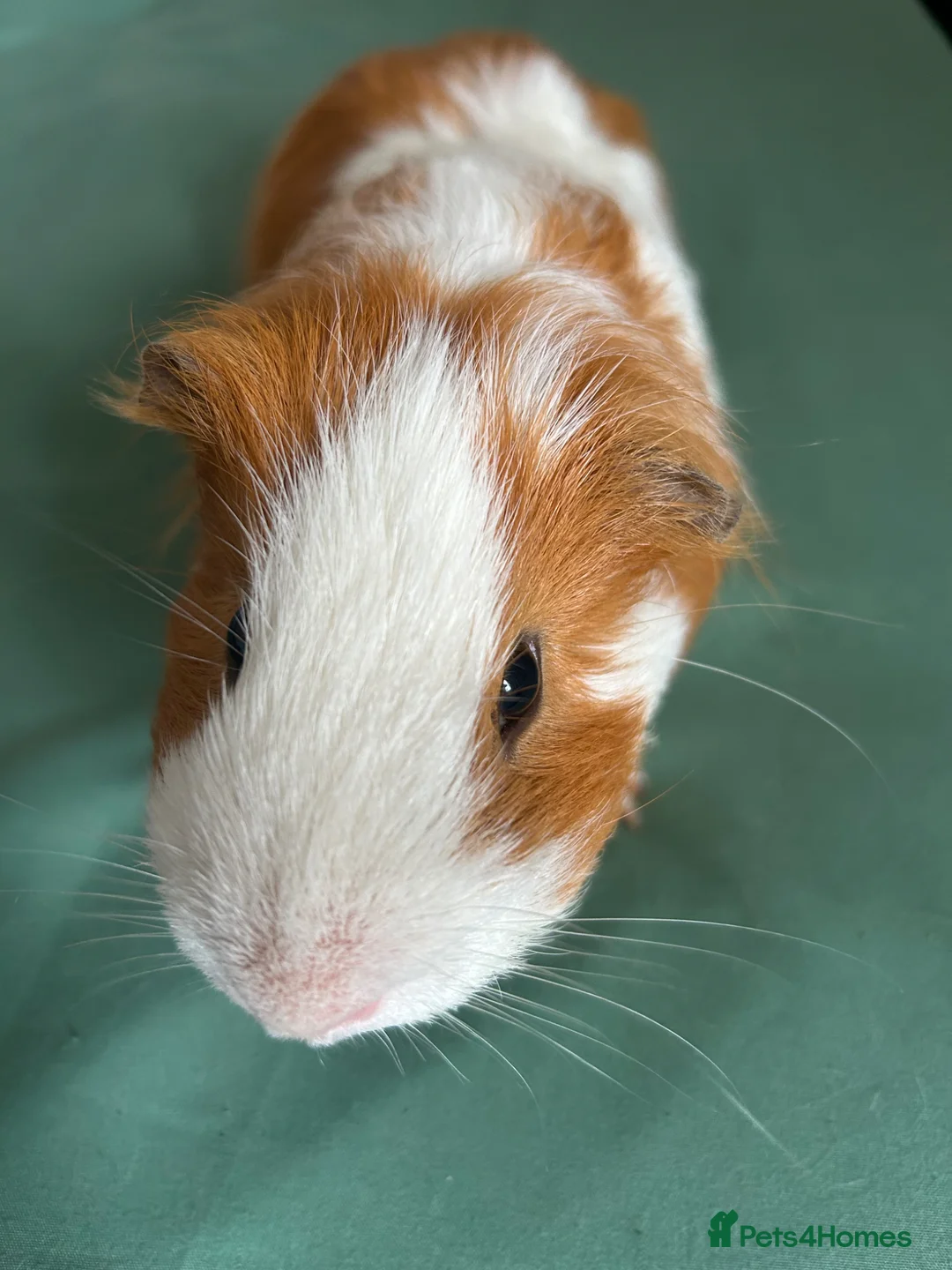 Guinea Pig rodents for sale: Pepper the male Guinea Pig - Advert 2