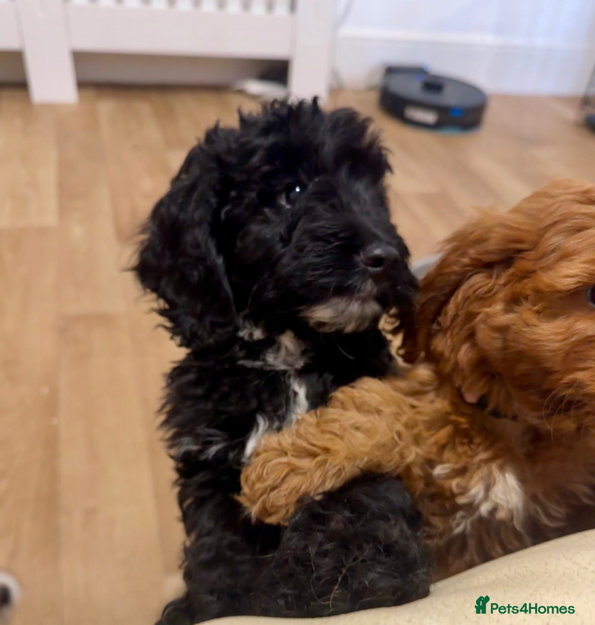Cockapoo dogs ✨F1 Cockapoo Vet Checked ready to leave  - Advert 1
