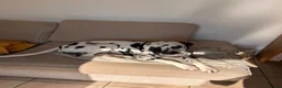 Dalmatian dogs for stud: Beautiful KC Dalmatian boy available for stud  - Advert 6