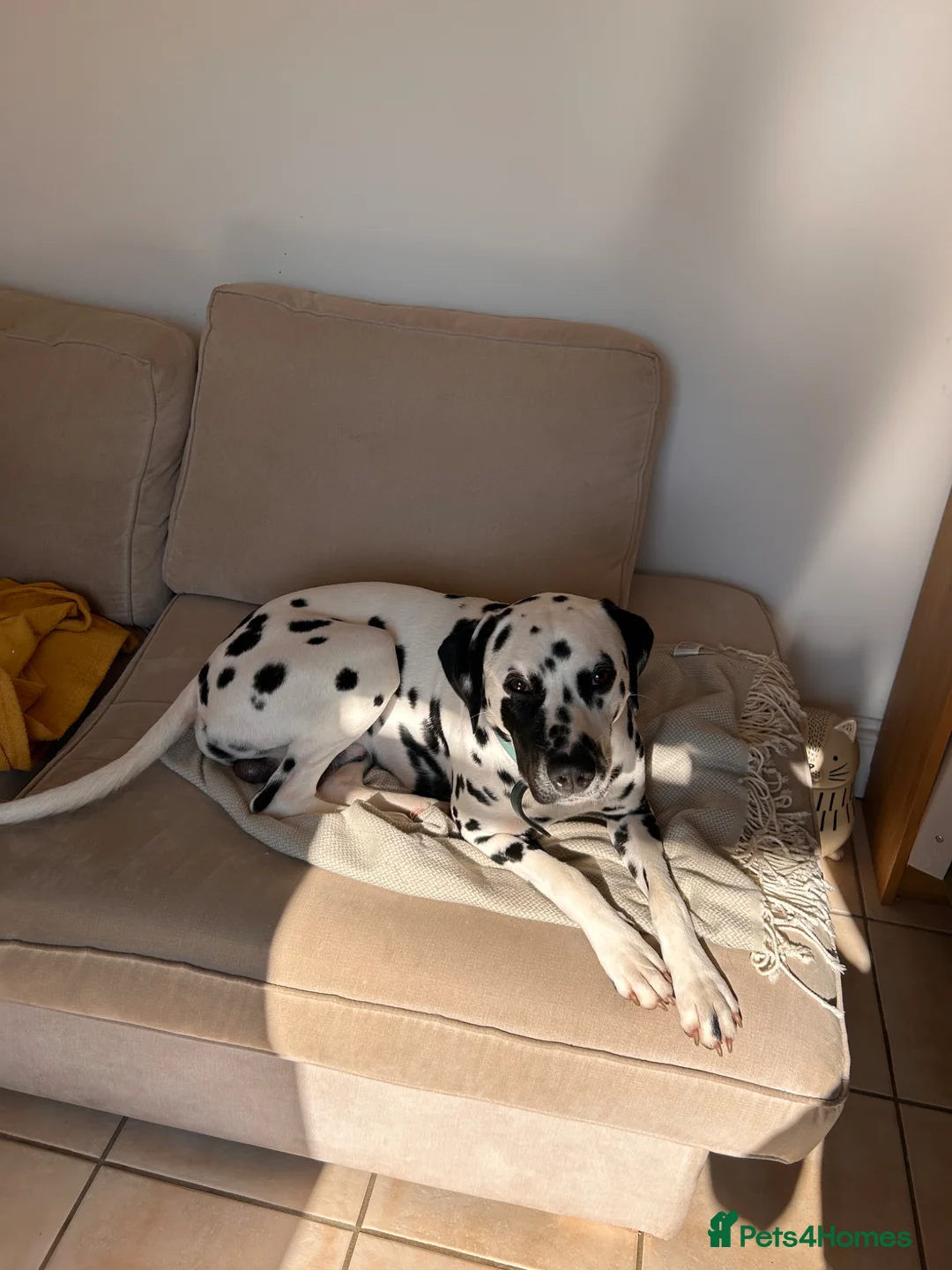 Dalmatian dogs for stud: Beautiful KC Dalmatian boy available for stud  - Advert 6