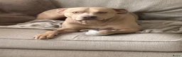 Staffordshire Bull Terrier dogs for sale: Loving frankie - Advert 5