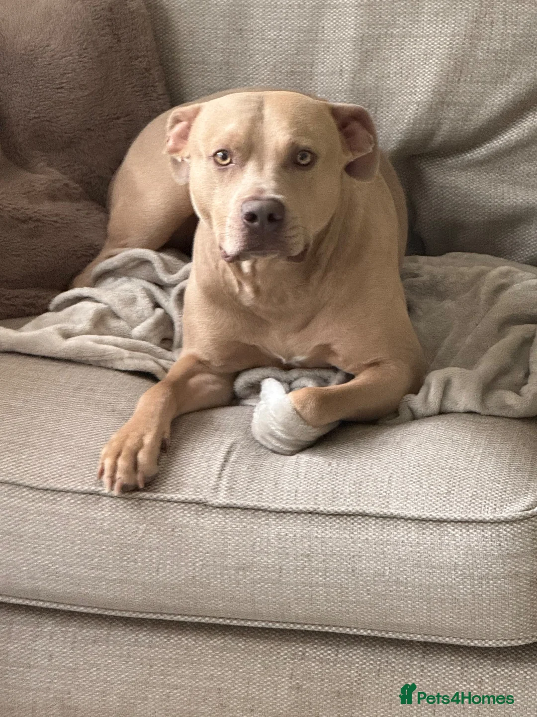 Staffordshire Bull Terrier dogs for sale: Loving frankie - Advert 5