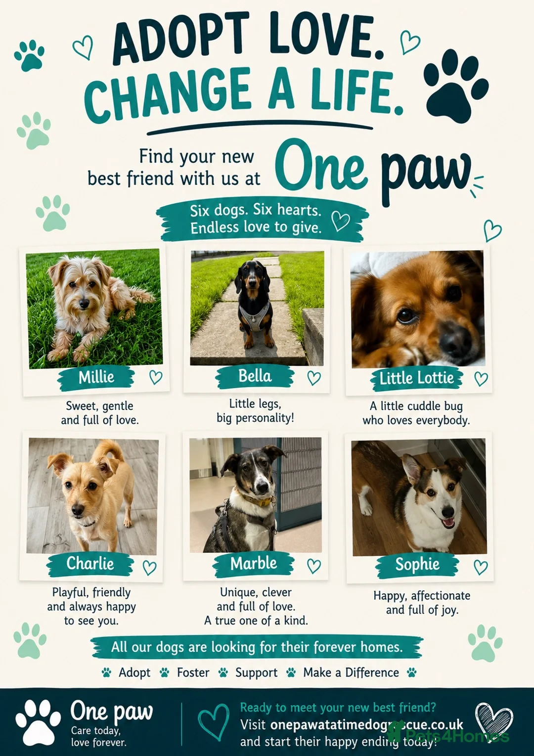 Dachshund dogs for adoption: Bella seeks forever home  - Advert 4