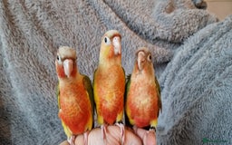 Conures birds for sale: Beautiful fully hand reared conure baby's  - Advert 10