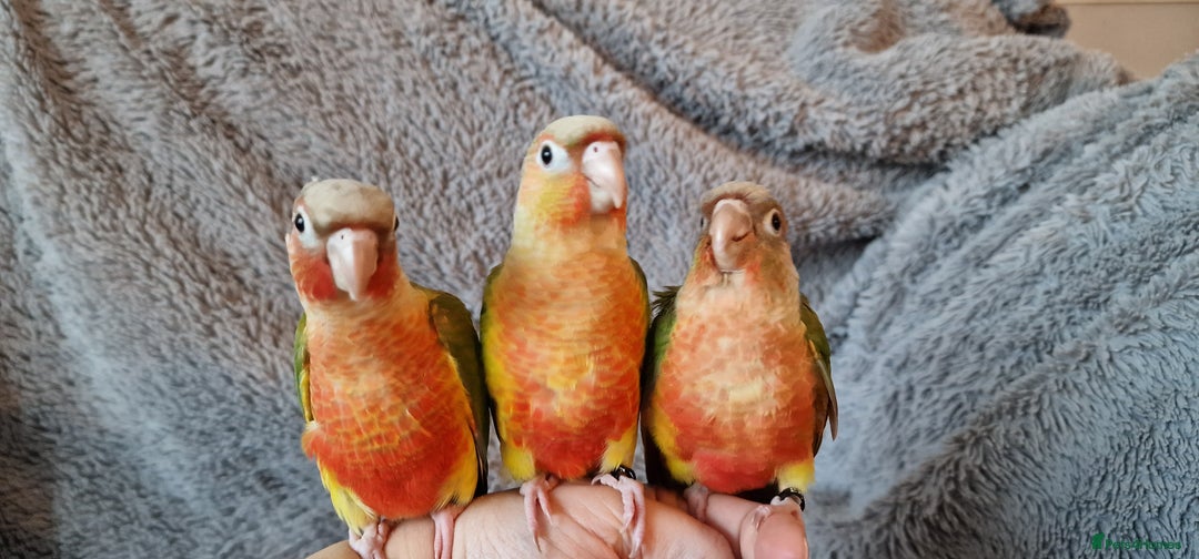 Conures birds for sale: Beautiful fully hand reared conure baby's  - Advert 10