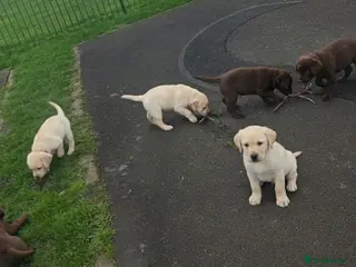 Labrador Retriever dogs Labrador Puppies - Advert 1