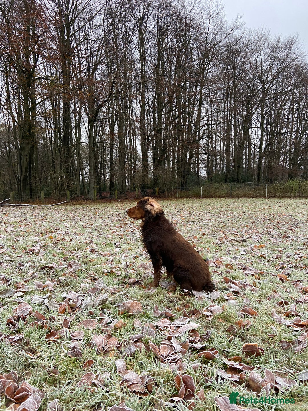 Cocker Spaniel dogs for stud: Cocker Spaniel stud  - Advert 25