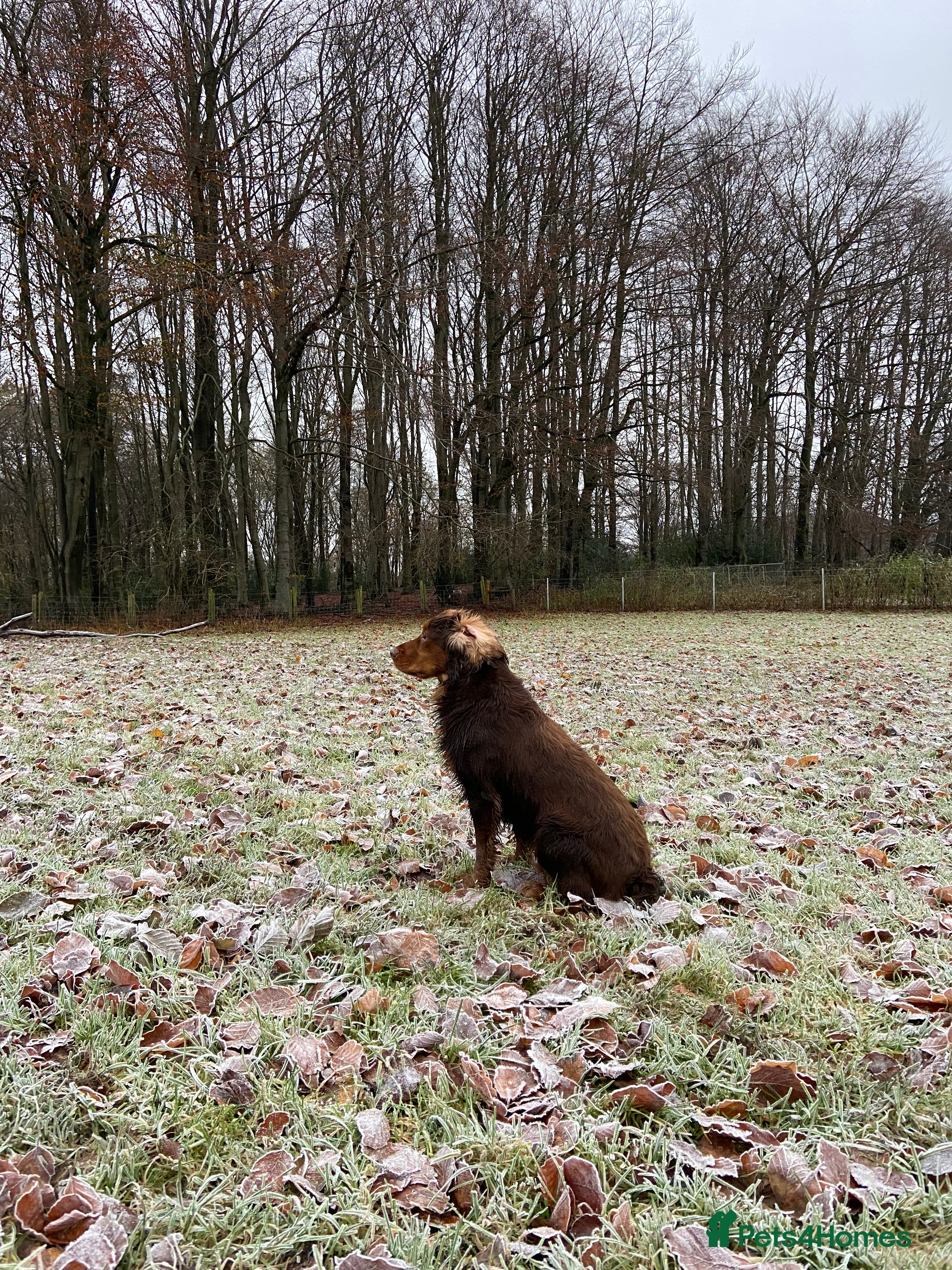 Cocker Spaniel dogs for stud: Cocker Spaniel stud  - Advert 25