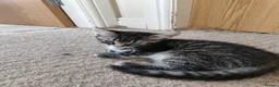 Mixed Breed cats for sale: Unique Tabby kittens   looking for a forever home  in Doncaster - Advert 8