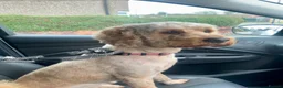 Cockapoo dogs for stud: Cockapoo for stud 🐾 🦁 🩵 - Advert 4