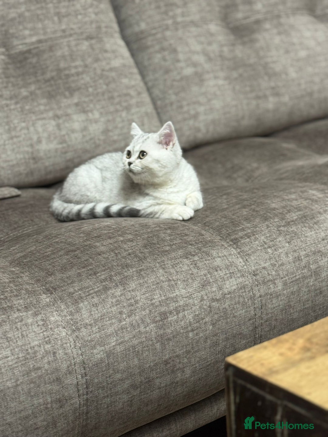 British Shorthair cats for sale: 2 TICA registered BSH kittens  - Advert 34