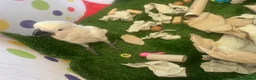 Parrots birds for sale: Hand reared baby boy umbrella cockatoo - Advert 6