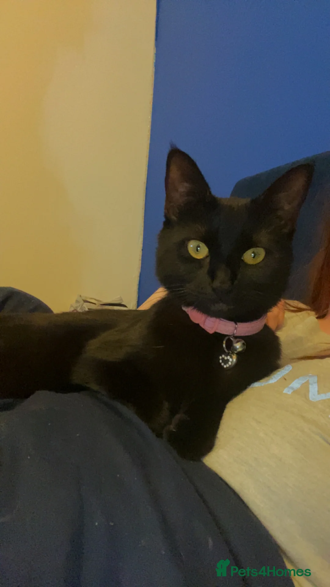 Mixed Breed cats for sale: Raven  in Tiverton - Advert 5