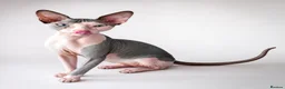 Sphynx cats for sale: Blue eye sphynx boy, DBE TICA  GCCF,  kitten  - Advert 2