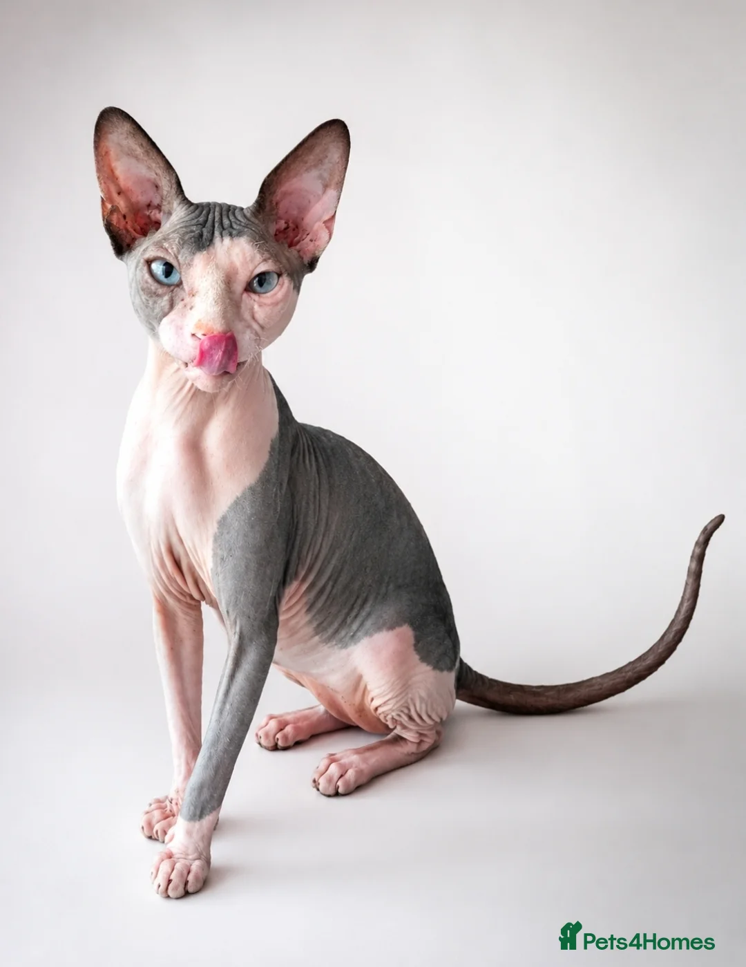 Sphynx cats for sale: Blue eye sphynx boy, DBE TICA  GCCF,  kitten  - Advert 2