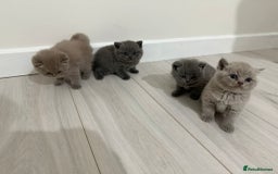 British Shorthair cats for sale: 4 adorable British Shorthair kittens - Advert 1