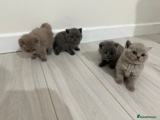 British Shorthair cats 4 adorable British Shorthair kittens - Advert 4