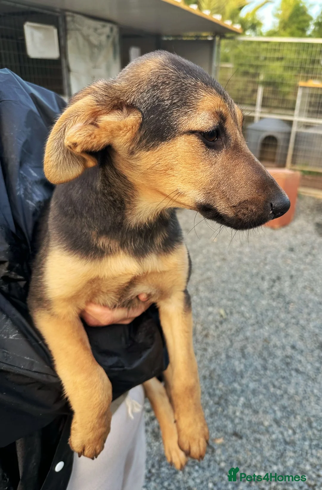 Mixed Breed dogs for adoption: Gentle Leyla seeks a patient and happy home - Advert 2