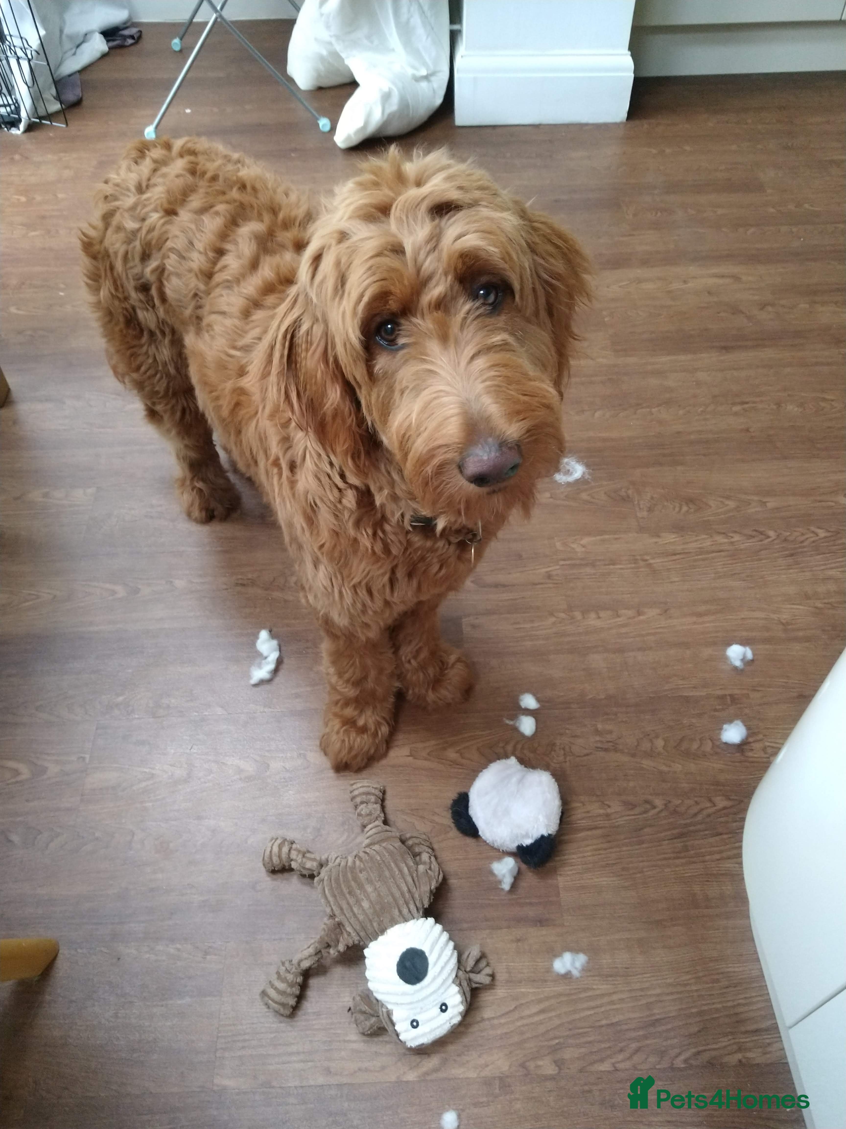 Goldendoodle dogs Goldendoodle puppies - Advert 17