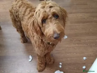 Goldendoodle dogs Goldendoodle puppies - Advert 6