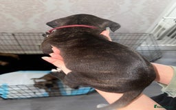 Mixed Breed dogs for sale: Cane corso X staff - Image 28