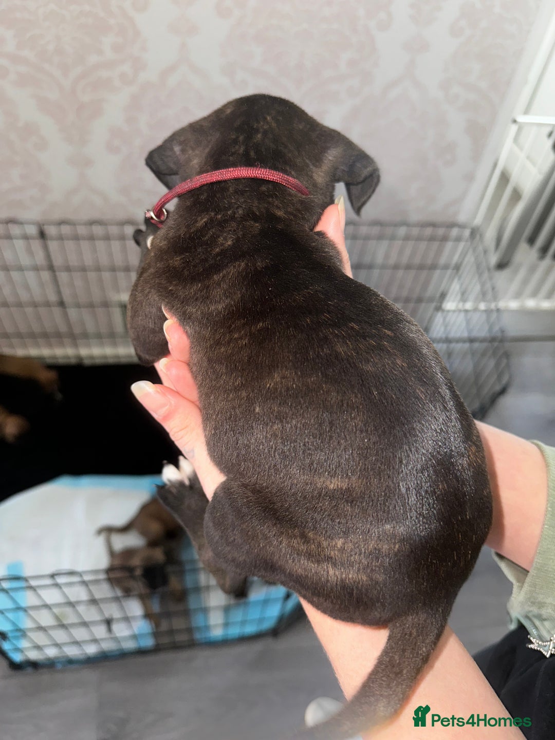 Mixed Breed dogs for sale: Cane corso X staff - Image 28
