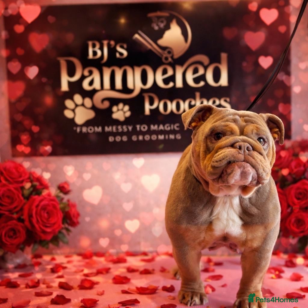 Mixed Breed dogs for sale: Bulldog cross Chow Chow - Advert 1
