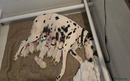 Dalmatian dogs for sale: Dalmatian puppies due in Banbury - Image 3
