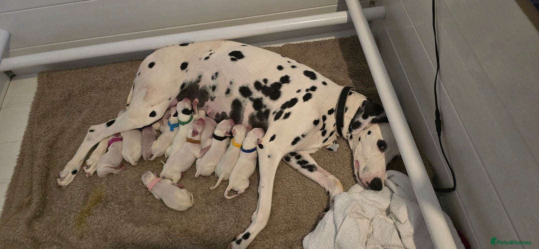 Dalmatian dogs for sale: Dalmatian puppies due in Banbury - Image 3