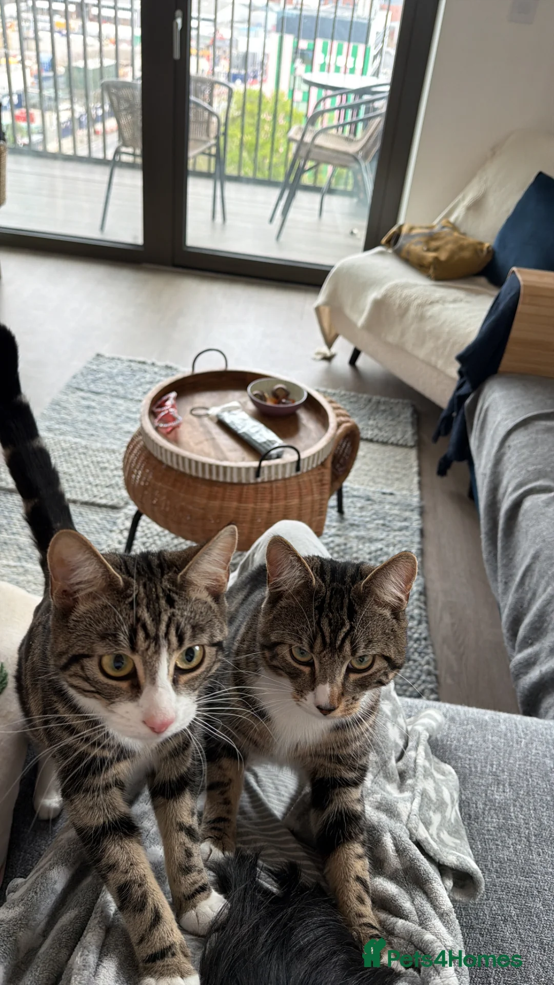 Mixed Breed cats for sale: Female kitten for sale  - Advert 8