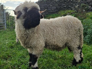 Sheep livestock for sale: Valais Blacknose Ram Lamb - Advert 1