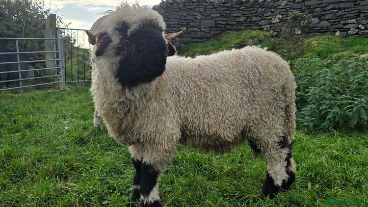 Sheep livestock - Advert 12