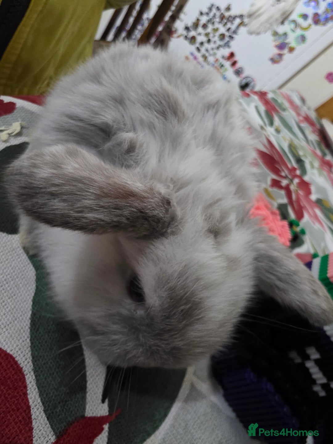 Mini Lop rabbits for sale: Mini loop  - Advert 4