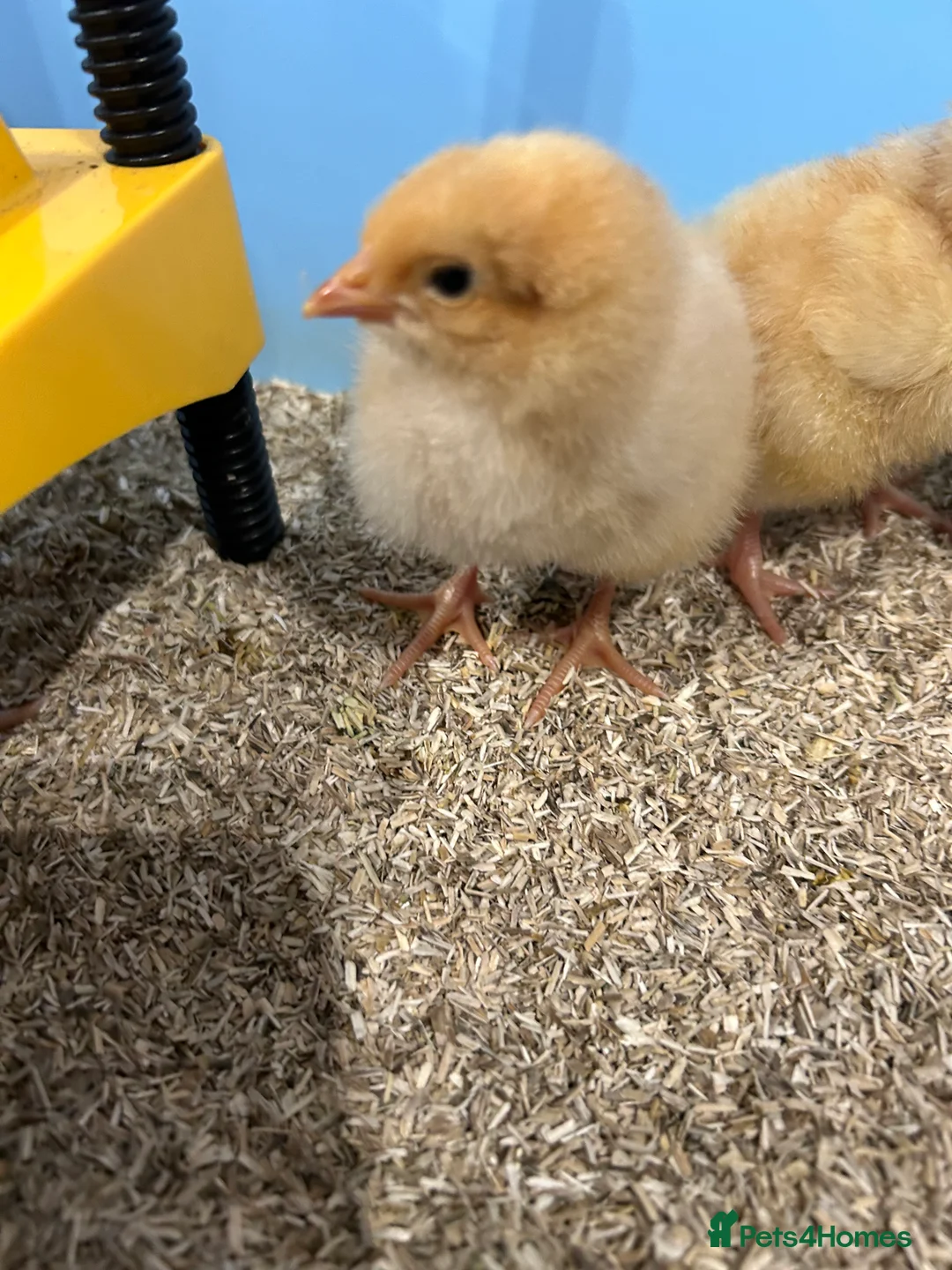 Chickens poultry for sale: Day old buff Orpington Chicks (unsexed)  in Southampton - Advert 5