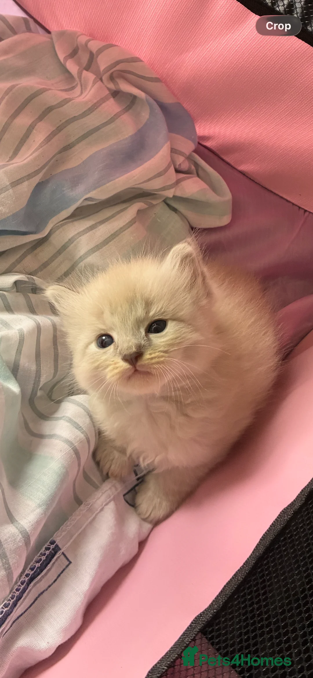 Mixed Breed cats for sale: READY NOW 🏠🐱5 Beauitiful Ragdoll/Bengal kittens  - Advert 40