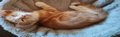 Ginger boy 4