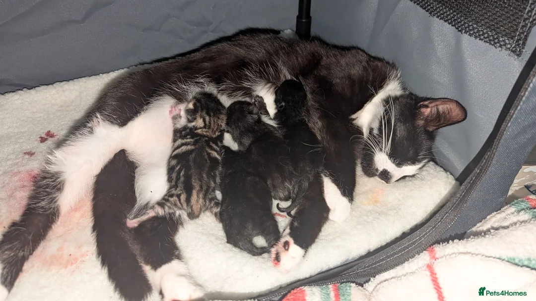 Mixed Breed cats for sale: 4 Beautiful kittens looking forever homes - Advert 2