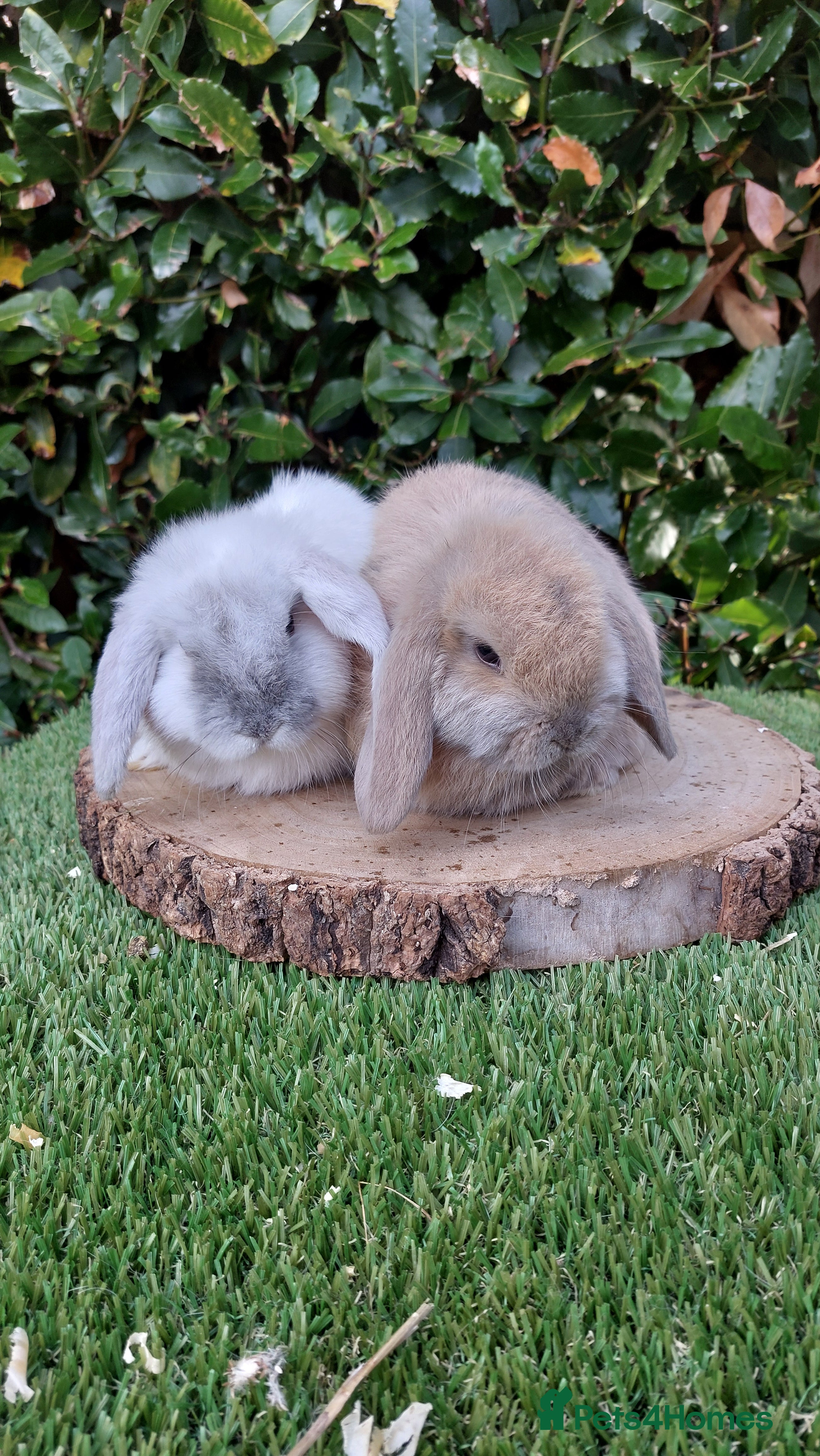 Mini Lop rabbits Selection of mini lop baby rabbits ready now - Advert 8