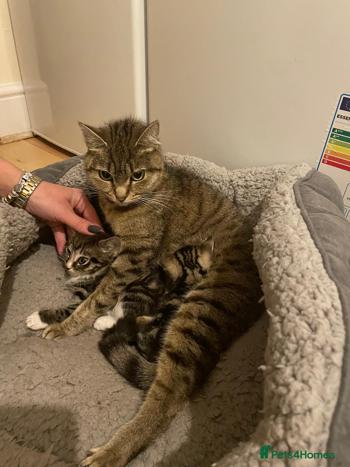 Mixed Breed cats Kittens for you now - Advert 1