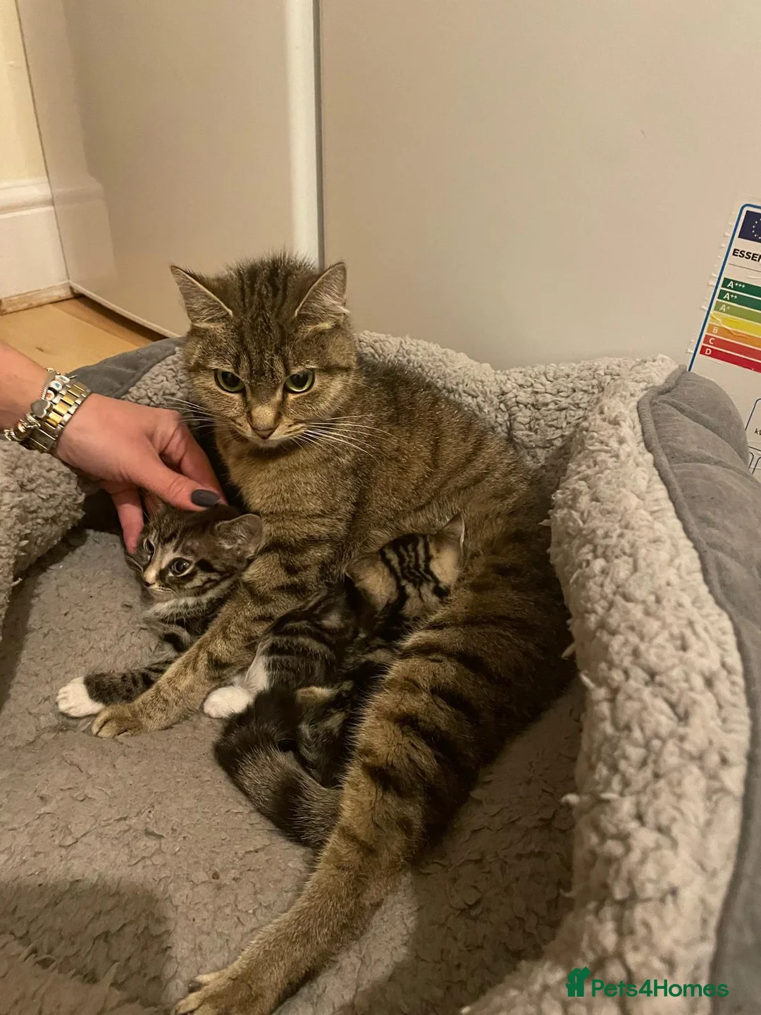 Mixed Breed cats for sale: Kittens for you now in Reading - Advert 1