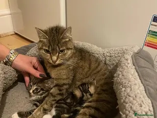 Mixed Breed cats Kittens for you now - Advert 1